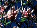 Magnolia_2818229.jpg