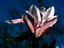 Magnolia_2818429.jpg