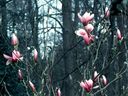 Magnolia_282629.jpg