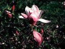 Magnolia_2836829.jpg