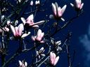 Magnolia_2836929.jpg