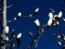 Magnolia_2837029.jpg