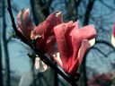 Magnolia_2837229.jpg