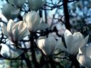 Magnolia_2837429.jpg