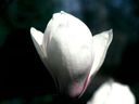 Magnolia_2837529.jpg