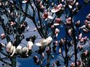 Magnolia_2837929.jpg