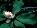 Magnolia_2838429.jpg