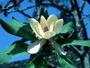 Magnolia_2838829.jpg