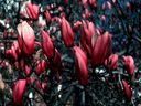 Magnolia_2842029.jpg