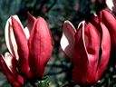 Magnolia_2842129.jpg