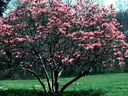 Magnolia_2843029.jpg