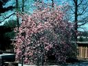 Magnolia_2843629.jpg