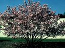 Magnolia_2843929.jpg