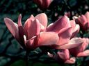 Magnolia_2844229.jpg