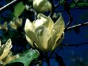 Magnolia_2848429.jpg