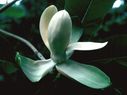 Magnolia_2850229.jpg