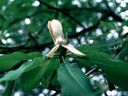 Magnolia_2850529.jpg