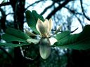 Magnolia_2850729.jpg