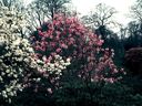 Magnolia_285129.jpg