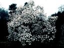 Magnolia_2854029.jpg