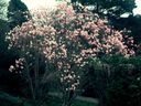 Magnolia_2854429.jpg