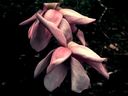 Magnolia_2854829.jpg