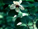 Magnolia_2855929.jpg