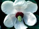 Magnolia_2856229.jpg