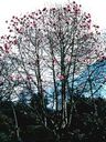 Magnolia_2870129.jpg