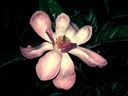 Magnolia_2870629.jpg