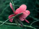 Magnolia_2870729.jpg