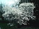 Magnolia_2871429.jpg