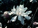 Magnolia_2872629.jpg