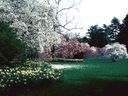 Magnolia_28729.jpg