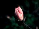 Magnolia_2873029.jpg