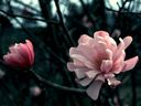 Magnolia_2875329.jpg