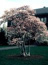 Magnolia_2875629.jpg