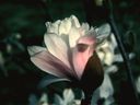 Magnolia_2876129.jpg