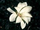 Magnolia_2877729.jpg