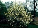 Magnolia_2880329.jpg