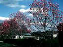 Magnolia_2881129.jpg