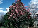 Magnolia_2881229.jpg