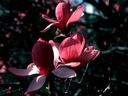 Magnolia_2881629.jpg