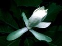 Magnolia_2882229.jpg