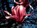 Magnolia_2882829.jpg