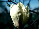 Magnolia_2883429.jpg