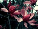 Magnolia_289129.jpg